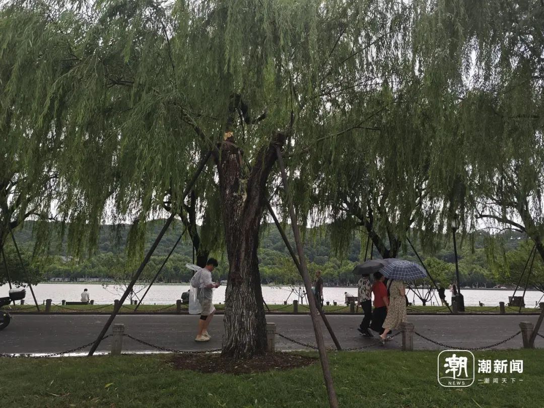 西湖边有柳树被吹断枝！暴雨、大暴雨！今晚尽量别出门