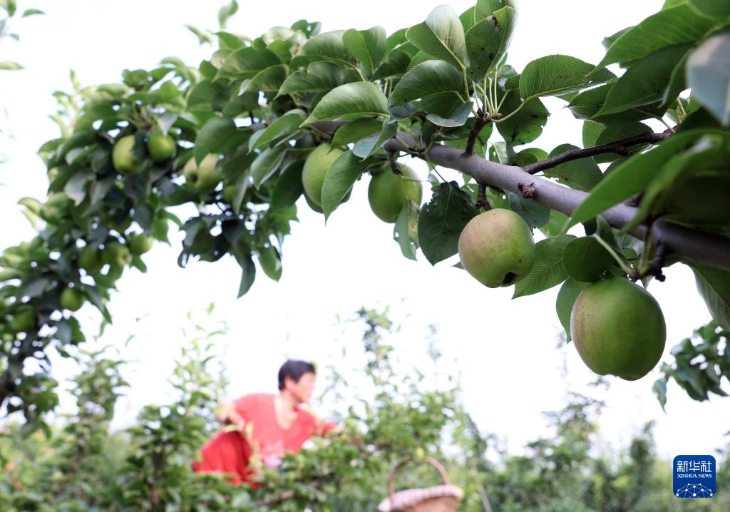 河北赵县:鲜梨成熟采收忙 河北赵县:鲜梨成熟采收忙