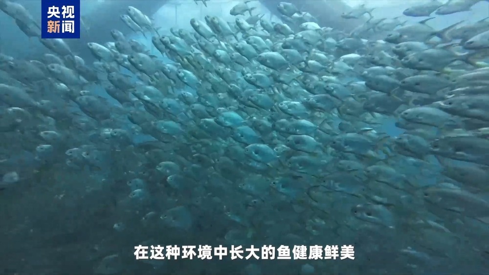 湾区速评丨大湾区发展海洋经济 这件“小事”为何这么关键? 湾区速评丨大湾区发展海洋经济 这件“小事”为何这么关键?