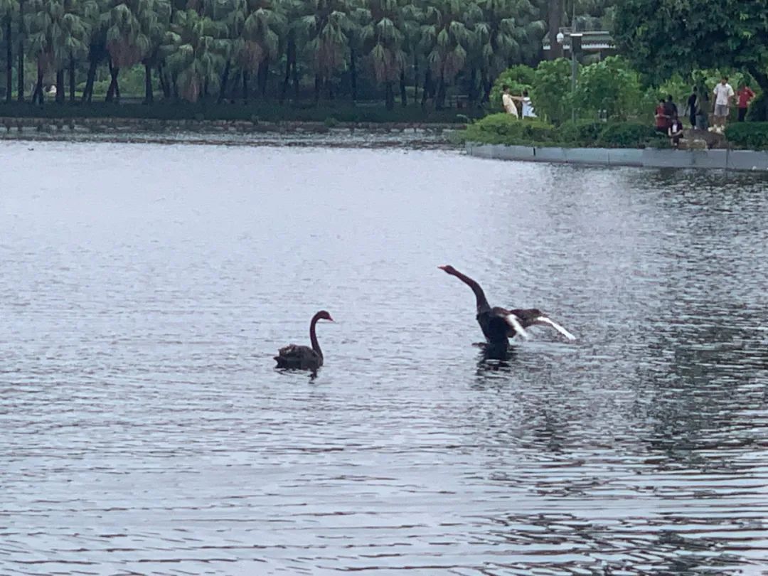 广州流花湖公园一对黑天鹅产下6颗蛋目前仅剩1颗，到底是谁动了黑天鹅的蛋？