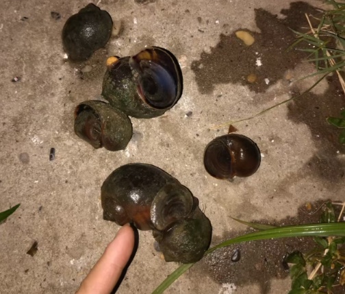 警惕!襄阳市民河边散步发现……看到立刻上报! 警惕!襄阳市民河边散步发现……看到立刻上报!