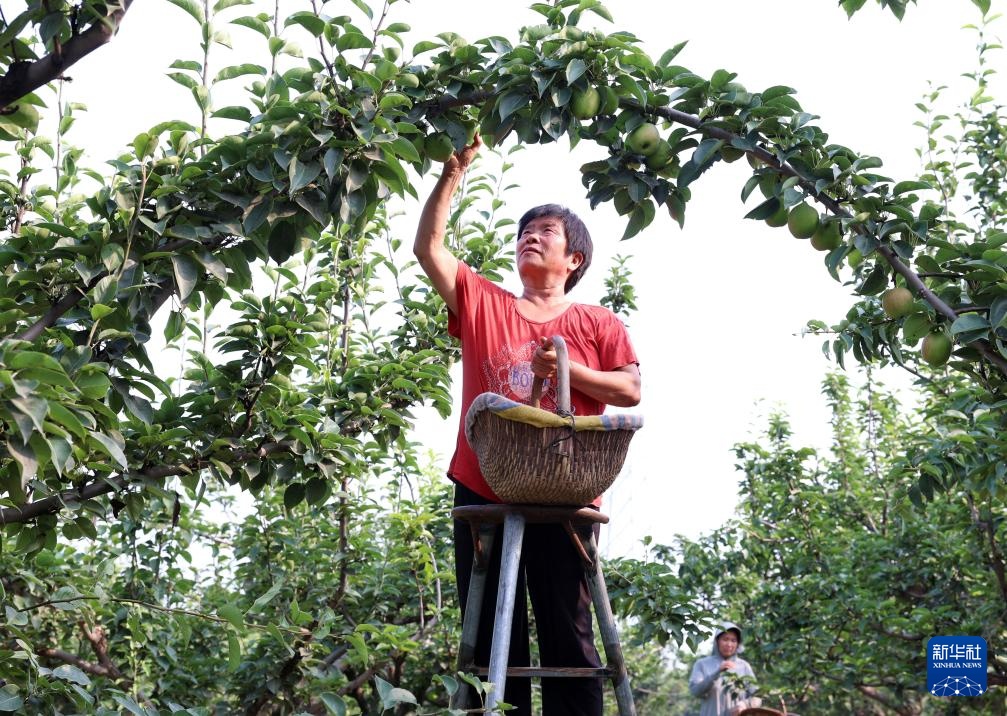 河北赵县:鲜梨成熟采收忙 河北赵县:鲜梨成熟采收忙