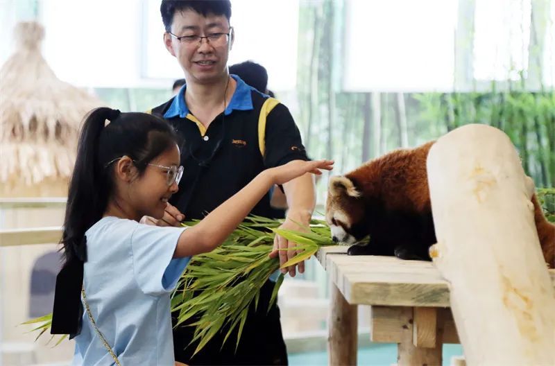 超萌超可爱！哈尔滨极地公园开放东北首家沉浸式小熊猫体验馆