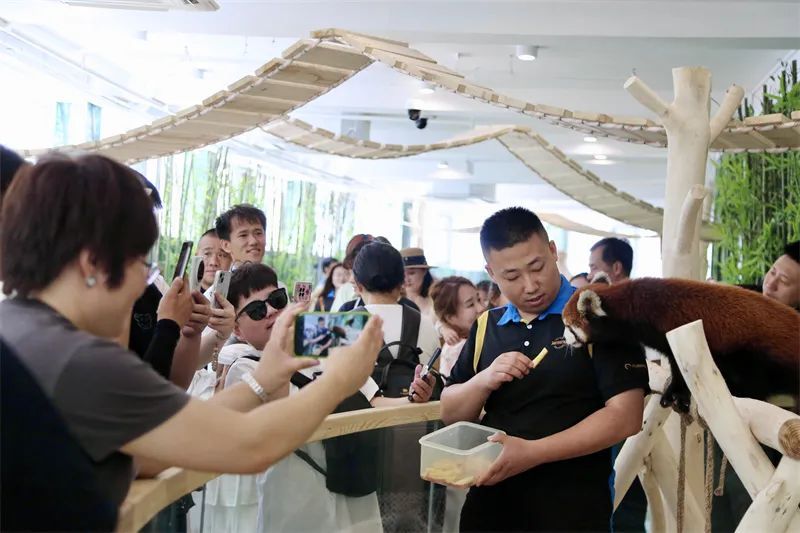 超萌超可爱！哈尔滨极地公园开放东北首家沉浸式小熊猫体验馆