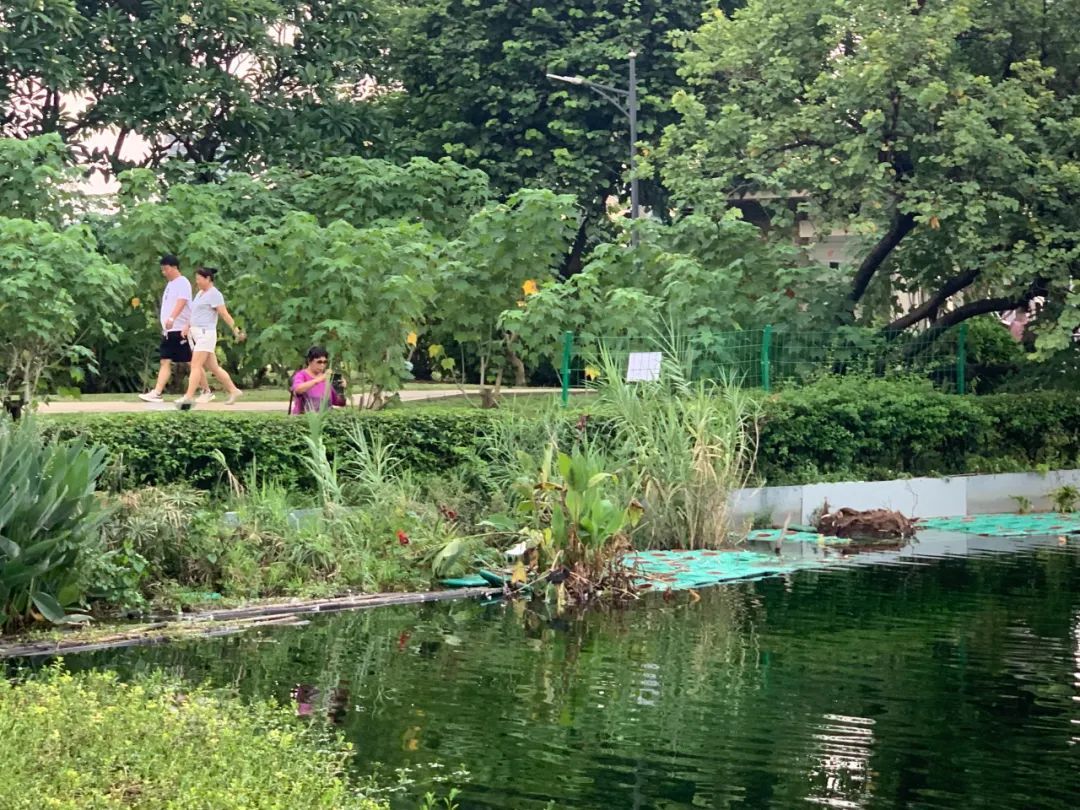 广州流花湖公园一对黑天鹅产下6颗蛋目前仅剩1颗，到底是谁动了黑天鹅的蛋？