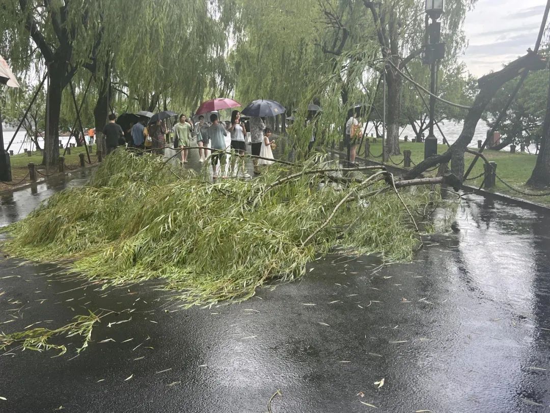 今晚别出门！“丹娜丝”直逼浙江！最大可能登陆在…