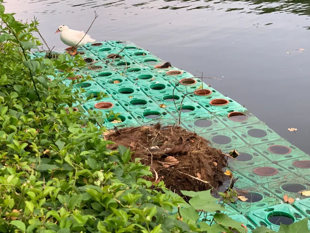 广州流花湖公园一对黑天鹅产下6颗蛋目前仅剩1颗，到底是谁动了黑天鹅的蛋？