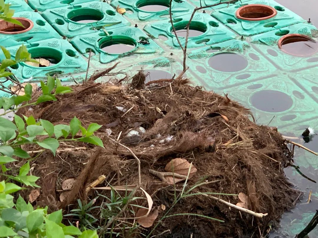 广州流花湖公园一对黑天鹅产下6颗蛋目前仅剩1颗，到底是谁动了黑天鹅的蛋？