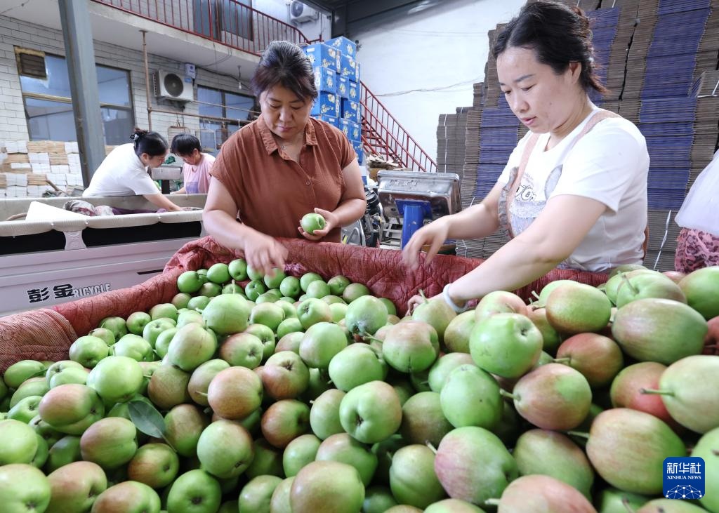 河北赵县:鲜梨成熟采收忙 河北赵县:鲜梨成熟采收忙