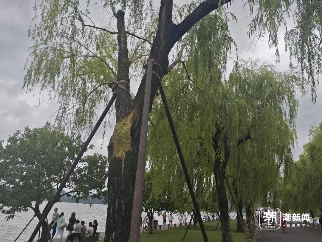 西湖边有柳树被吹断枝！暴雨、大暴雨！今晚尽量别出门