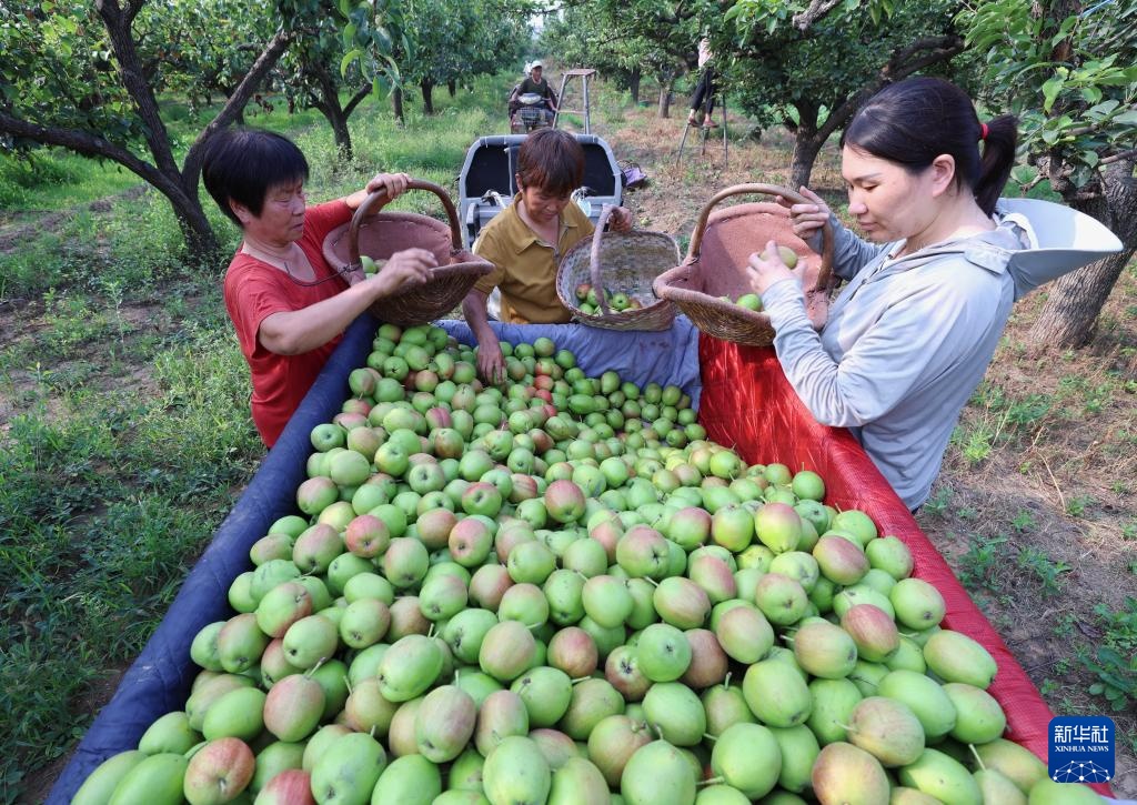 河北赵县:鲜梨成熟采收忙 河北赵县:鲜梨成熟采收忙