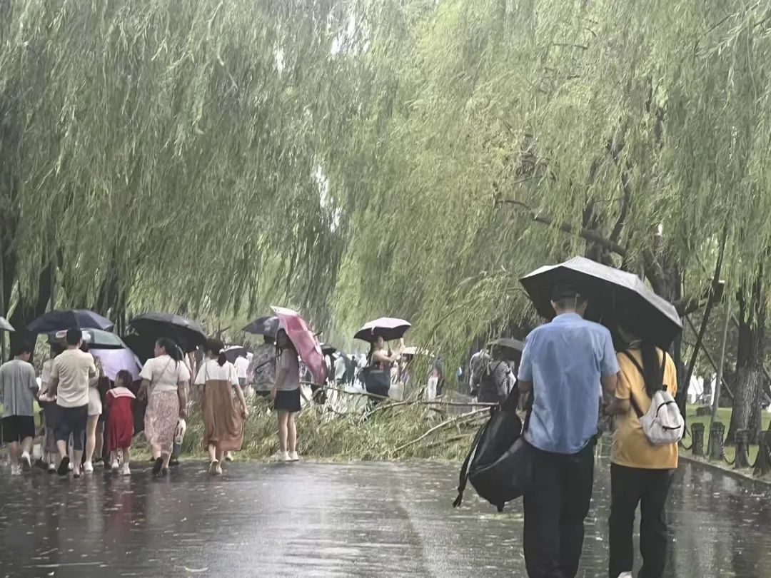 西湖边有柳树被吹断枝！暴雨、大暴雨！今晚尽量别出门