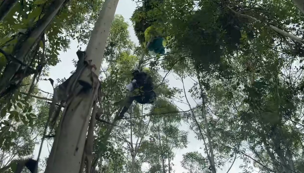 女子的新爱好，让自己“飞”到10余米高树上……