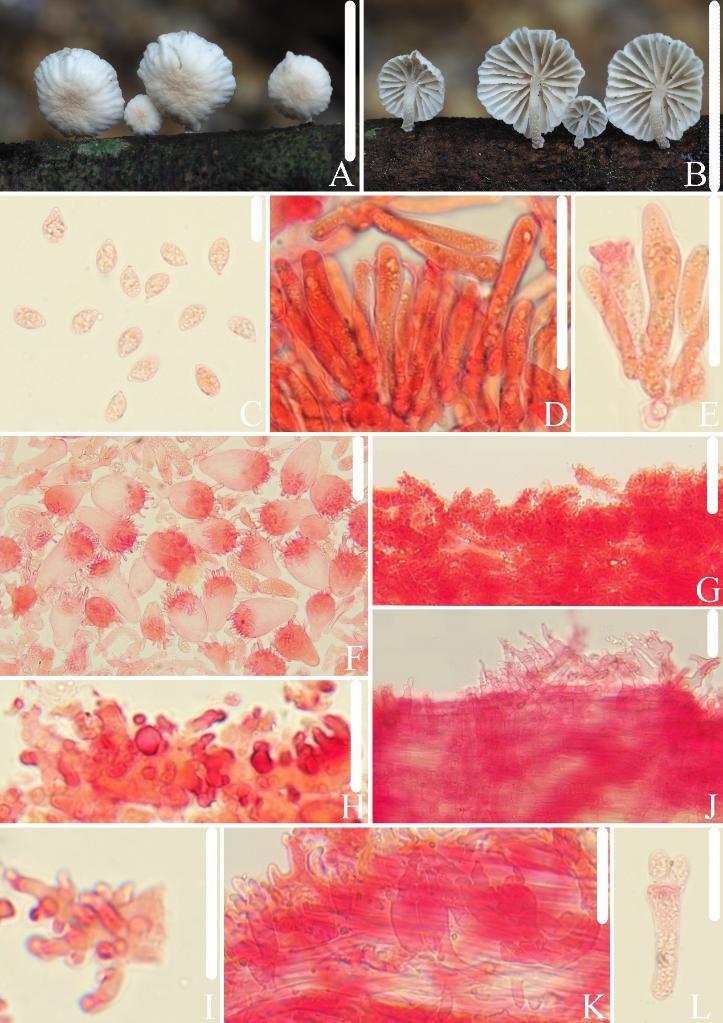 武夷山国家公园发现3个大型真菌新物种