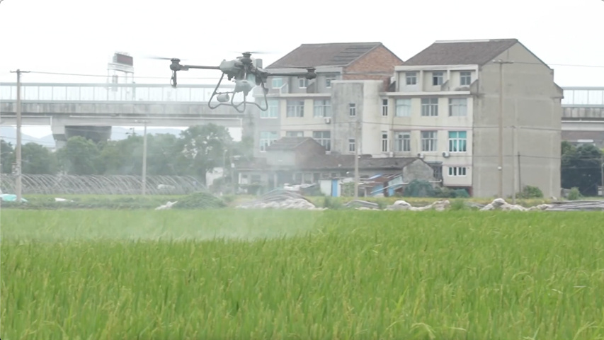 浙江温岭：台风过境 农技专家助力水稻病虫害防治