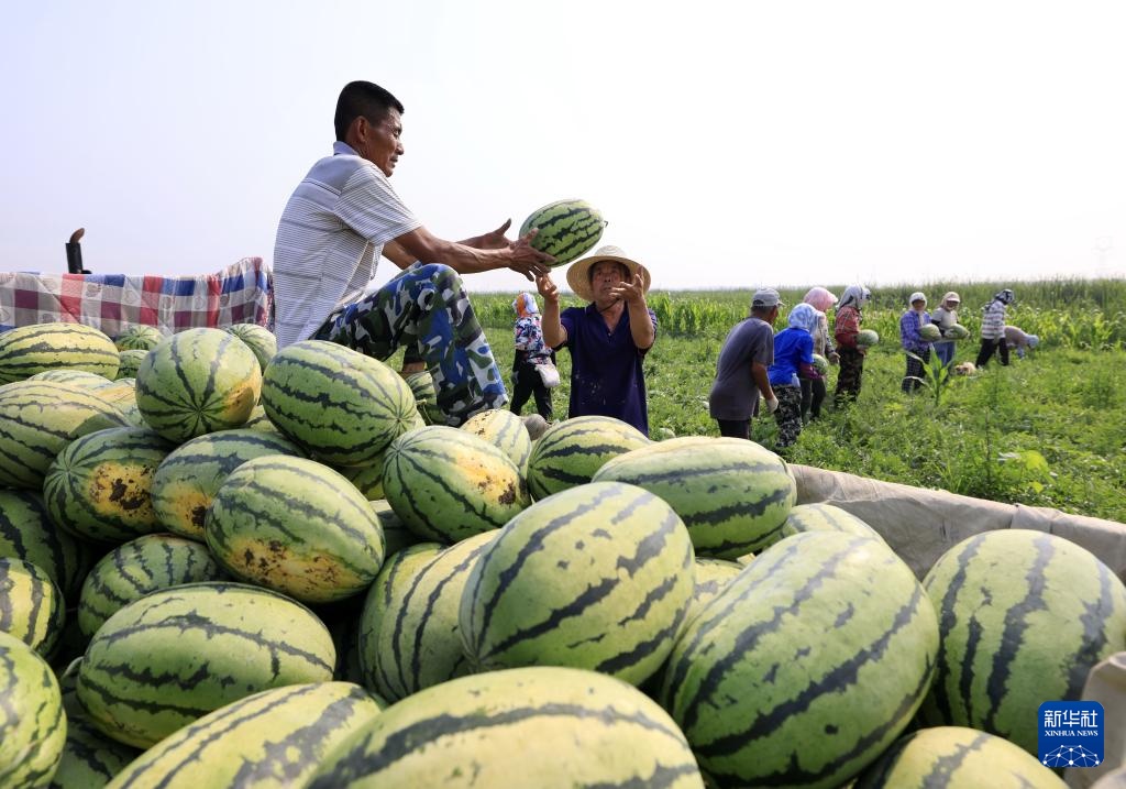 河北丰南:“一村一品”助力乡村振兴 河北丰南:“一村一品”助力乡村振兴