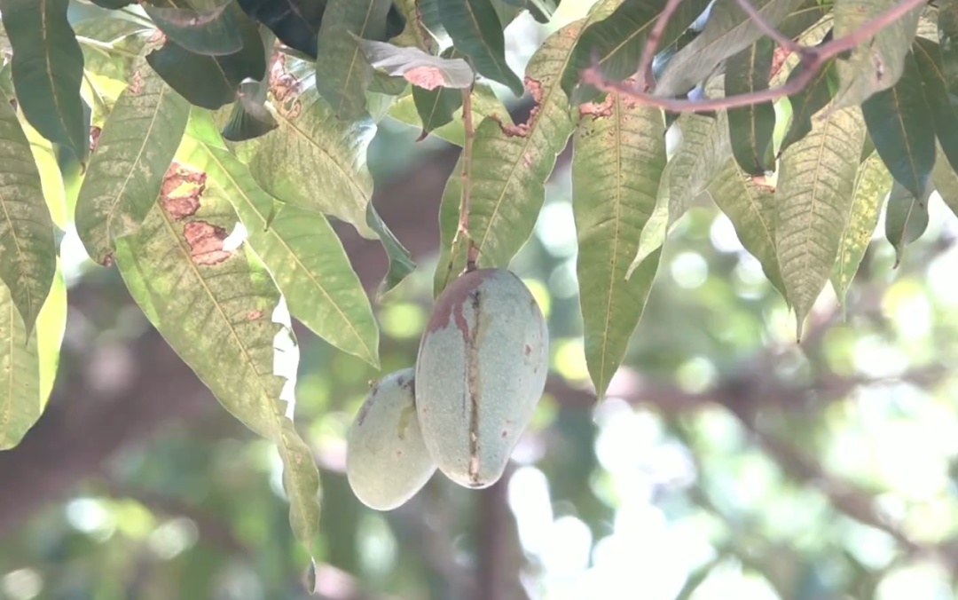 绿化芒从4层楼高树上掉落，路过女子右眼被砸伤