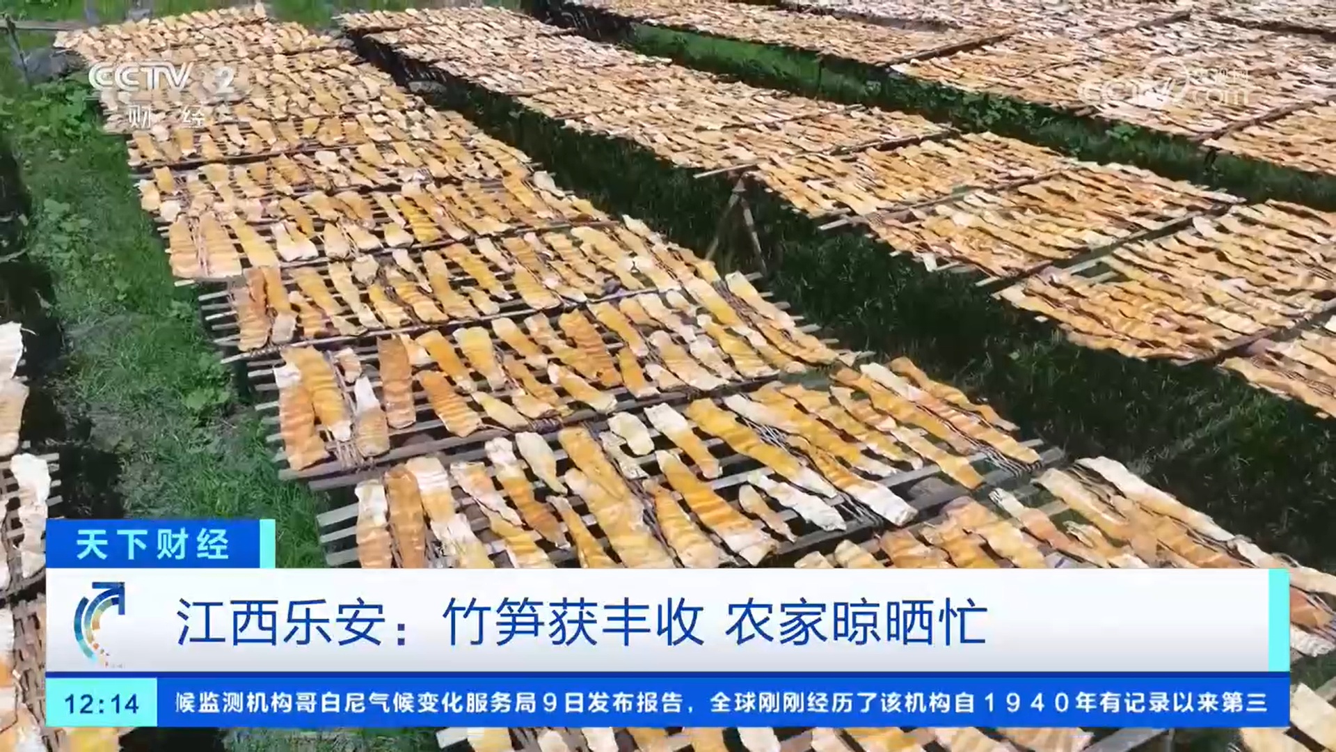 摘葡萄、晒笋干 收获大自然的馈赠 感受夏日丰收的喜悦