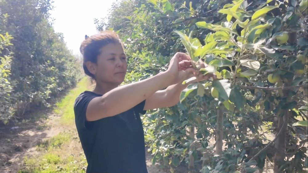 沙漠变“果园”北京援疆结“金果”