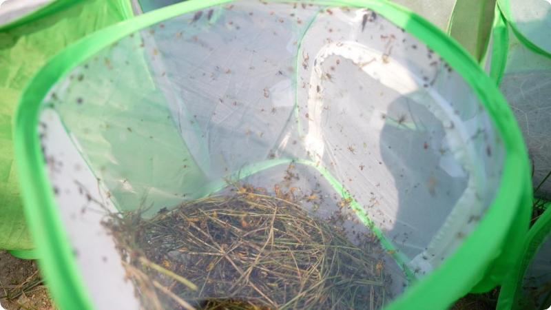 江西永丰：以“蛛”治虫  蜘蛛“军团”进稻田