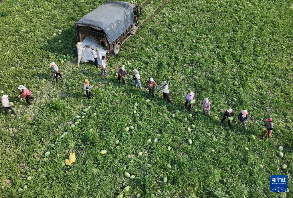 河北丰南:“一村一品”助力乡村振兴 河北丰南:“一村一品”助力乡村振兴