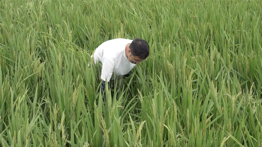 浙江温岭：台风过境 农技专家助力水稻病虫害防治