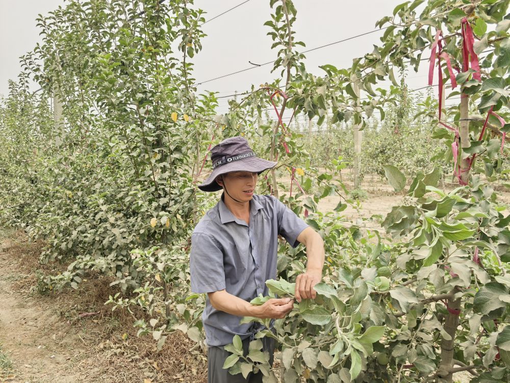 沙漠变“果园”北京援疆结“金果”