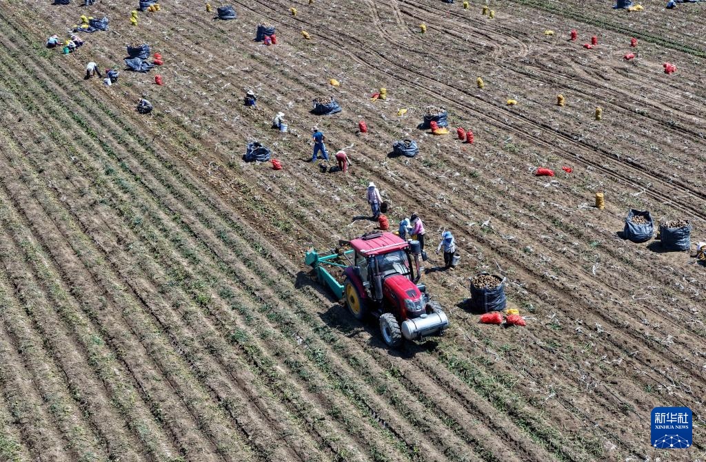 河北丰南:“一村一品”助力乡村振兴 河北丰南:“一村一品”助力乡村振兴