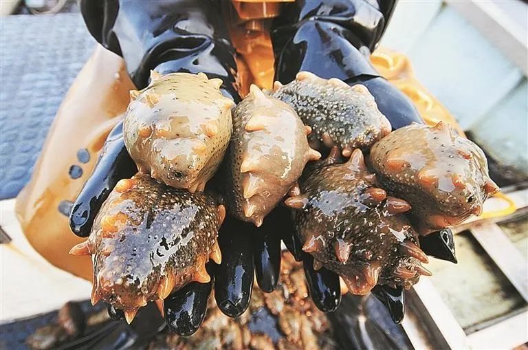 大连两部门联合发布：海珍品养殖高温风险提示