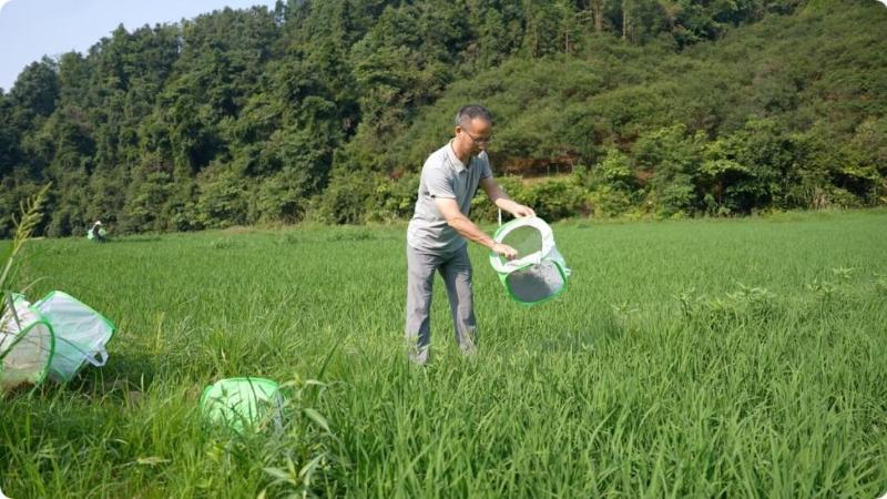 江西永丰：以“蛛”治虫  蜘蛛“军团”进稻田