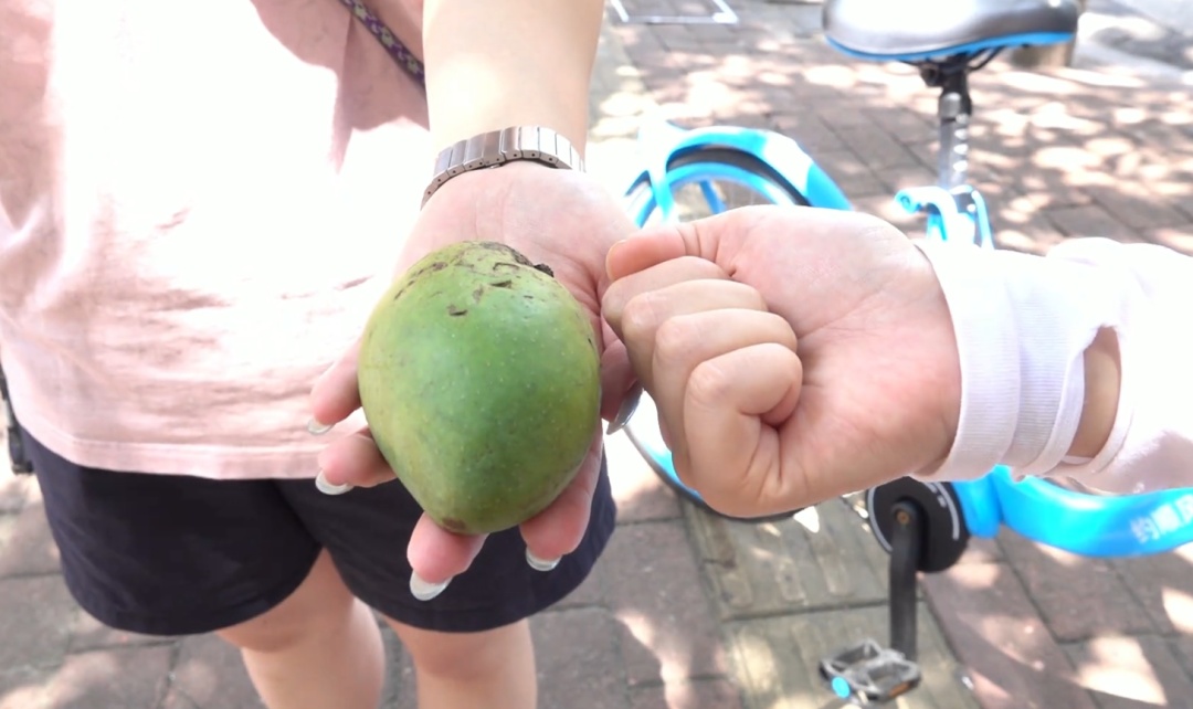 绿化芒从4层楼高树上掉落，路过女子右眼被砸伤