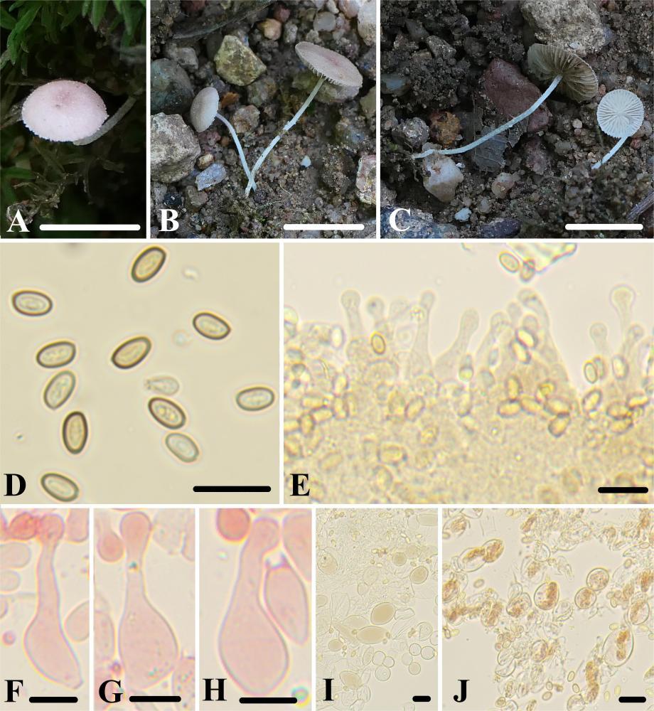 武夷山国家公园发现3个大型真菌新物种