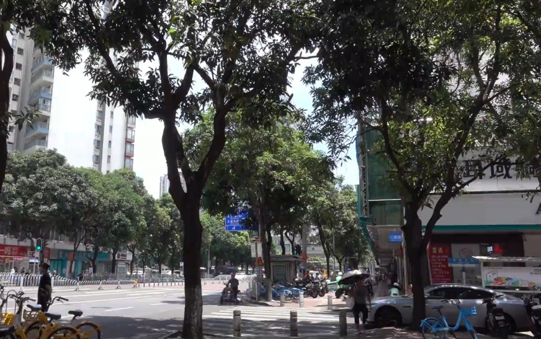 绿化芒从4层楼高树上掉落，路过女子右眼被砸伤