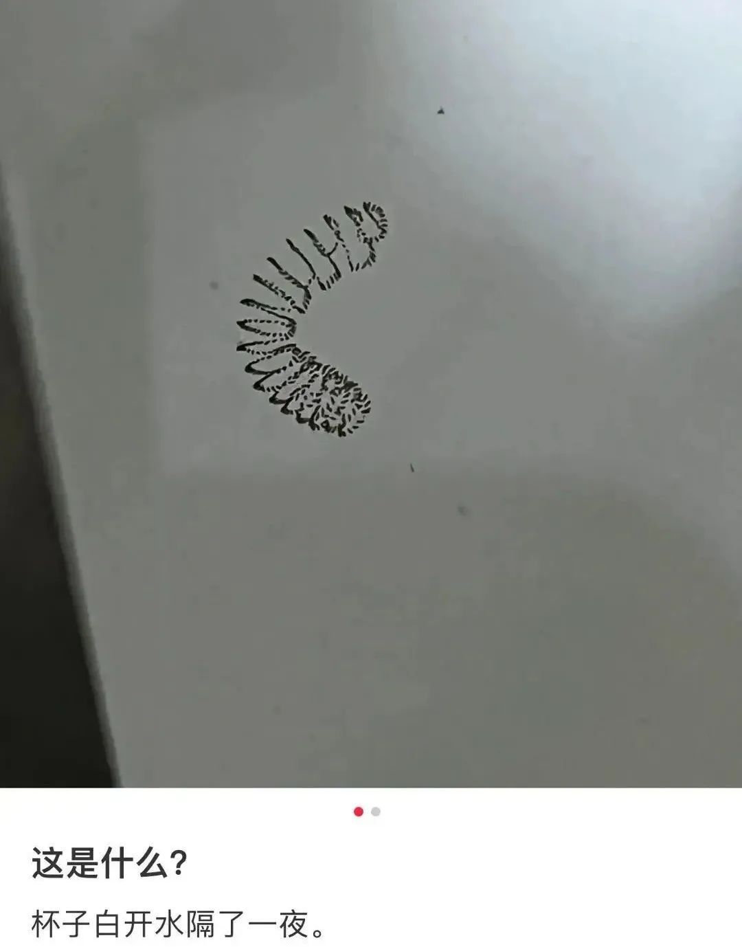 喝了隔夜水里的蚊子卵!专家:没事 喝了隔夜水里的蚊子卵!专家:没事