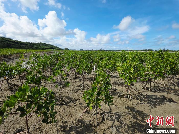 海南完成海岸带修复超150公里、红树林修复逾1200公顷