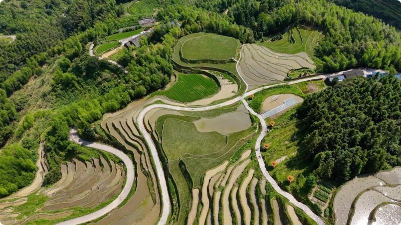 江西遂川：梯田迎来晚稻插秧季 再现农忙田园风光