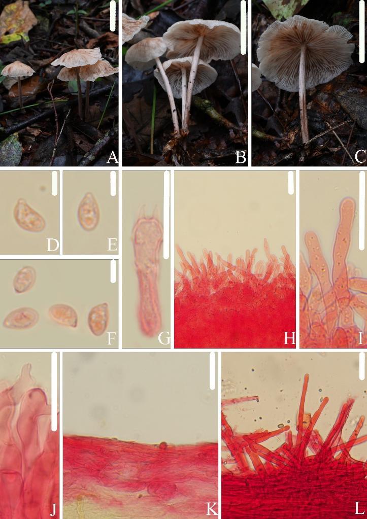 武夷山国家公园发现3个大型真菌新物种