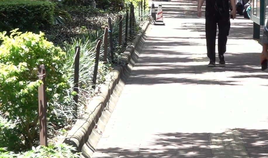 绿化芒从4层楼高树上掉落，路过女子右眼被砸伤