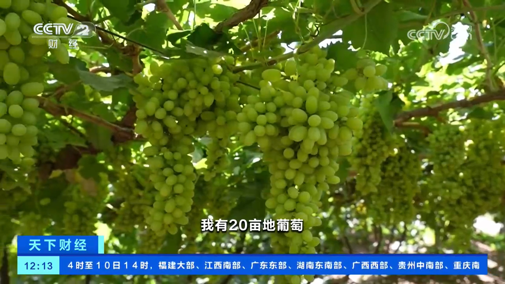 摘葡萄、晒笋干 收获大自然的馈赠 感受夏日丰收的喜悦