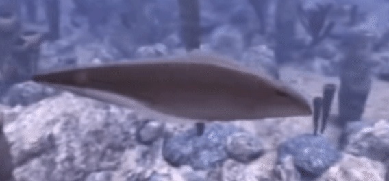 展项拾趣 | 世界上第一条鱼，竟然只有拇指那么大？