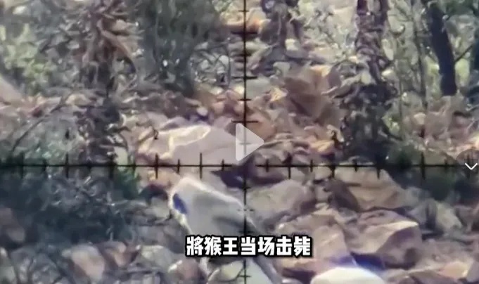 “四川峨眉山发生人猴大战，游客坠崖，猴王被射杀”是谣言，AI生成痕迹很重