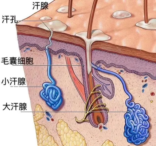 一热就出汗 VS 热死不出汗，哪种更健康？