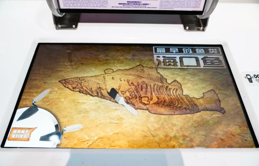 展项拾趣 | 世界上第一条鱼，竟然只有拇指那么大？