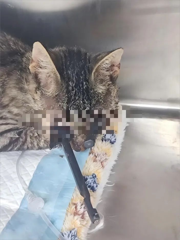 狸花猫嘴被射穿一月后，上海复兴公园又一猫双眼被射！律师：虐猫行为存法律空白