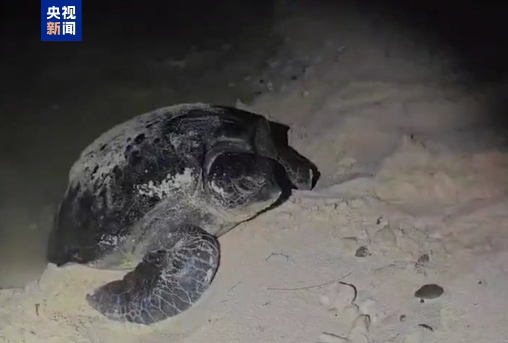 珍贵画面!南沙首次发现绿海龟产卵场 珍贵画面!南沙首次发现绿海龟产卵场