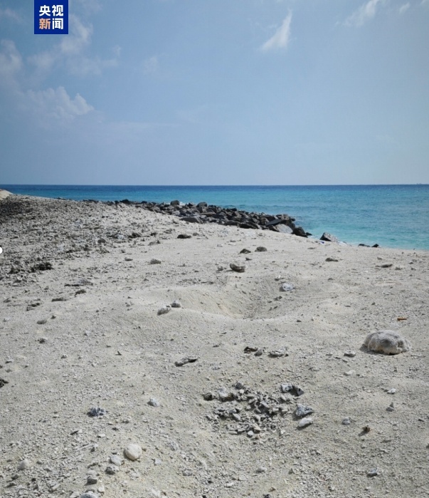 珍贵画面!南沙首次发现绿海龟产卵场 珍贵画面!南沙首次发现绿海龟产卵场