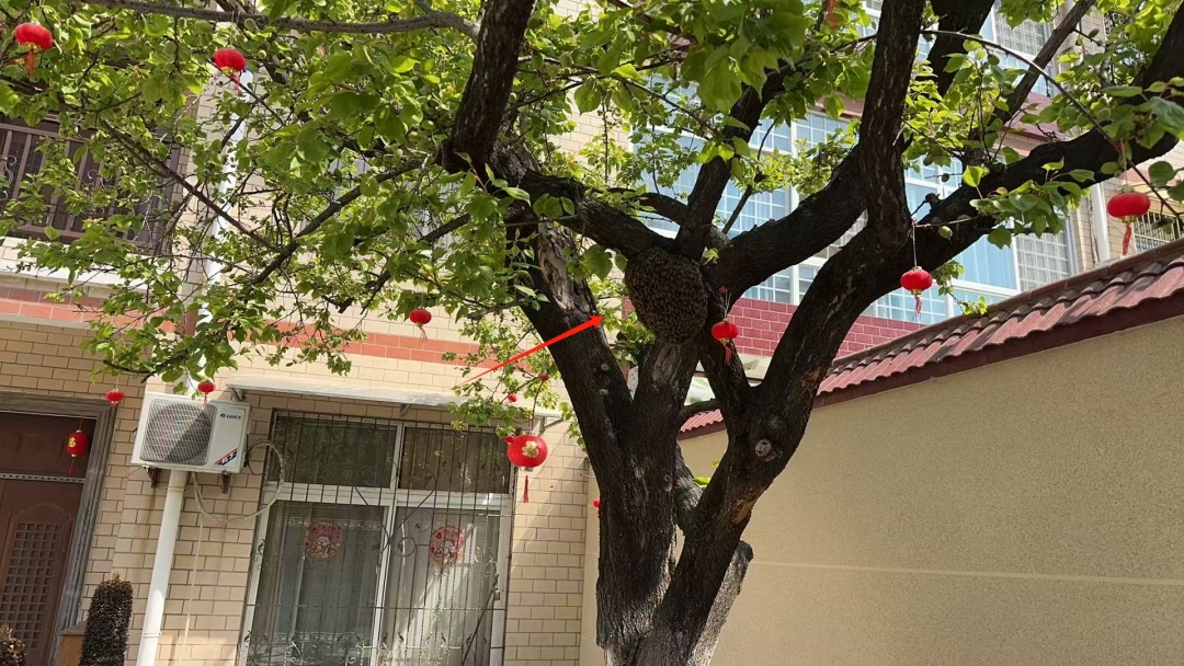 头皮发麻！院里来了个“霸道邻居”，居民都不敢开门，现在正是活跃期……