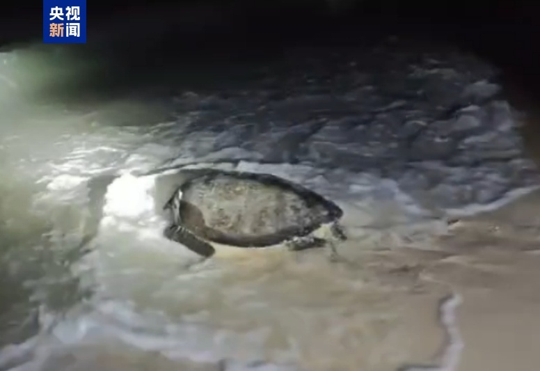 珍贵画面!南沙首次发现绿海龟产卵场 珍贵画面!南沙首次发现绿海龟产卵场