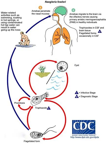 家长速看!孩子夏季玩水,警惕“食脑虫”! 家长速看!孩子夏季玩水,警惕“食脑虫”!