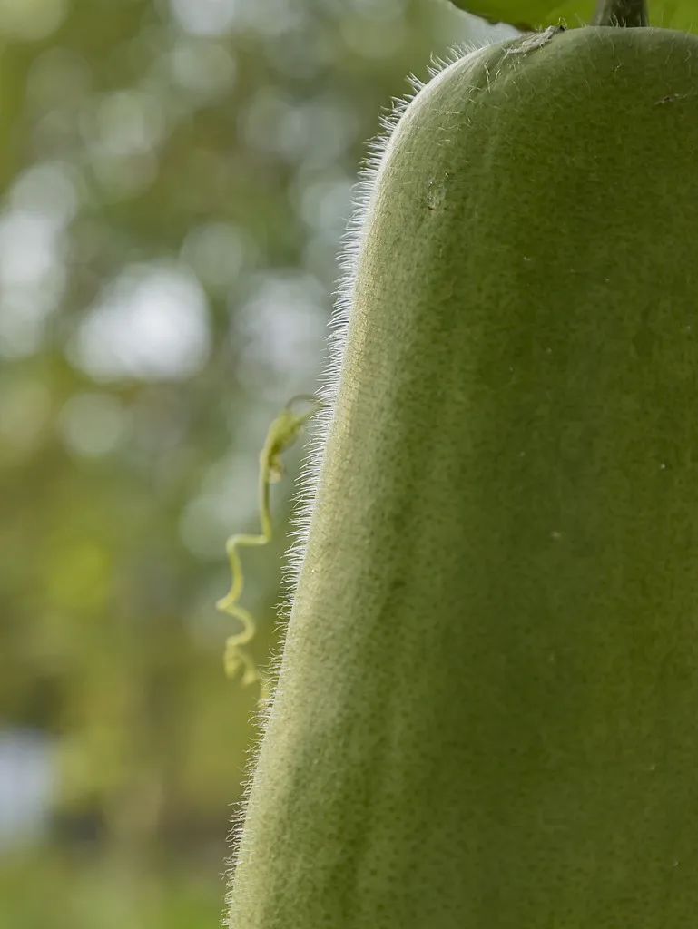 “抱冬瓜睡觉可以防暑降温”？医生提醒这些人要特别注意→